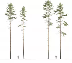 tree forest 3D model