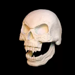 Vampire Skull 3D model