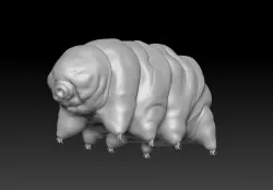 water bear 3D model