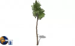 White Cedar Tree Low-Poly 3D Model Low-poly  3D model