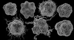 Cancer 7 cell pack 3D 3D model