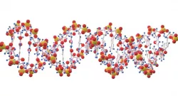 DNA color 3D model 3D model
