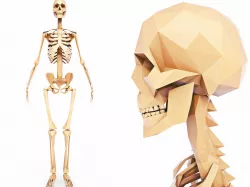 Human Skeleton Low Poly Low-poly  3D model
