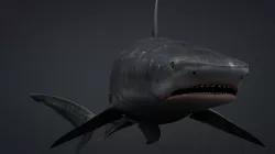 Tiger Shark Rigged C4D Low-poly  3D model