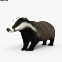 Badger HD 3D model
