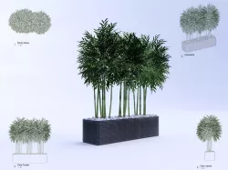 Bamboo Plant Revit High Quality 3D models 3D model