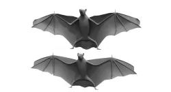 bat 3d model 3D model