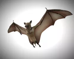 Bat Bird Rigged Low-poly  3D model