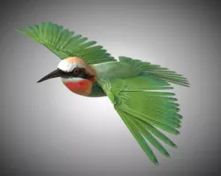 Bee Eater Bird Rigged Low-poly  3D model