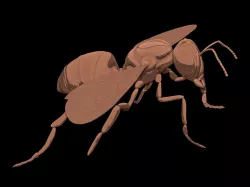 bee hornet 3D model