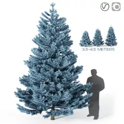 Blue spruce  3D model