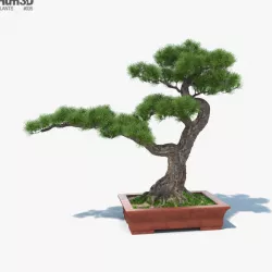 Bonsai Tree 3D model