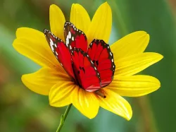 Butterfly animated Low-poly  3D model