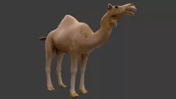 camel Low-poly  3D model