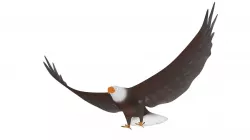 Cartoon Eagle - Rigged Low-poly  3D model