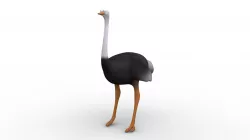 Cartoon Ostrich - Rigged Low-poly  3D model