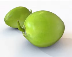 Coconut Green Low-poly  3D model