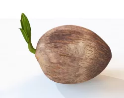 Coconut Sprout Low-poly  3D model