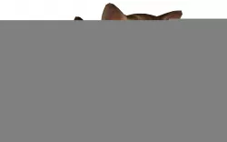 Cute Cat Lowpoly Rigged 3D Model Low-poly  3D model