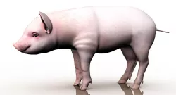 cute pig 3d model 3D model