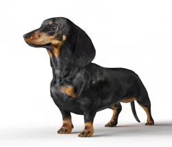 Dachshund Low-poly  3D model