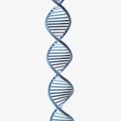 DNA cell 3D model