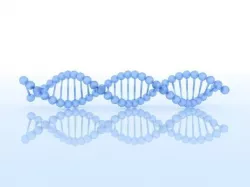 DNA  Model 1 3D model