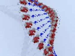 DNA model 3 3D model