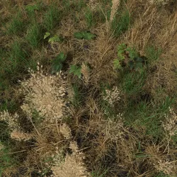 Dry Bent Gras Meadow Patch 3D model