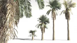 EVERYPlant Date Palm 06 -- 10 Models 3D model