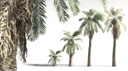 EVERYPlant Date Palm 07 -- 10 Models 3D model