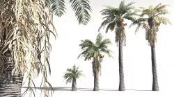 EVERYPlant Date Palm 08 -- 10 Models 3D model