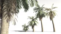 EVERYPlant Date Palm 09 -- 10 Models 3D model