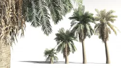 EVERYPlant Date Palm 10 -- 10 Models 3D model