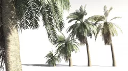 EVERYplant Date Palm 11 -- 10 Models 3D model