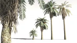 EVERYPlant Date Palm 12 -- 10 Models 3D model