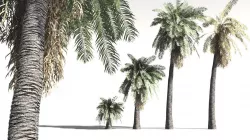EVERYPlant Date Palm 13 -- 10 Models 3D model