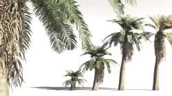 EVERYPlant Date Palm 14 -- 10 Models 3D model