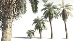 EVERYPlant Date Palm 15 -- 10 Models 3D model