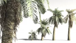 EVERYPlant Date Palm 16 -- 10 Models 3D model