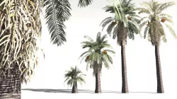 EVERYPlant Date Palm 18 -- 10 Models 3D model