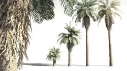 EVERYPlant Date Palm 19 -- 10 Models 3D model