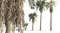 EVERYPlant Date Palm 20 -- 10 Models 3D model
