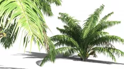 EVERYPlant Seashore Palm 01 -- 9 Models 3D model