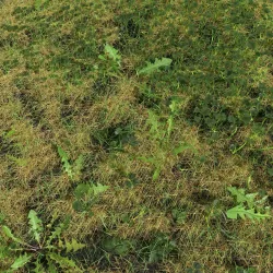 Fig Buttercup Meadow Patch 3D model
