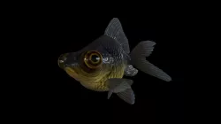 FISH-005 3D model