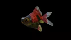 FISH-006 3D model