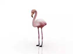 Flamingo bird 3D model