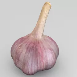 Garlic 3D model