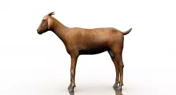 goat 3d model 3D model
